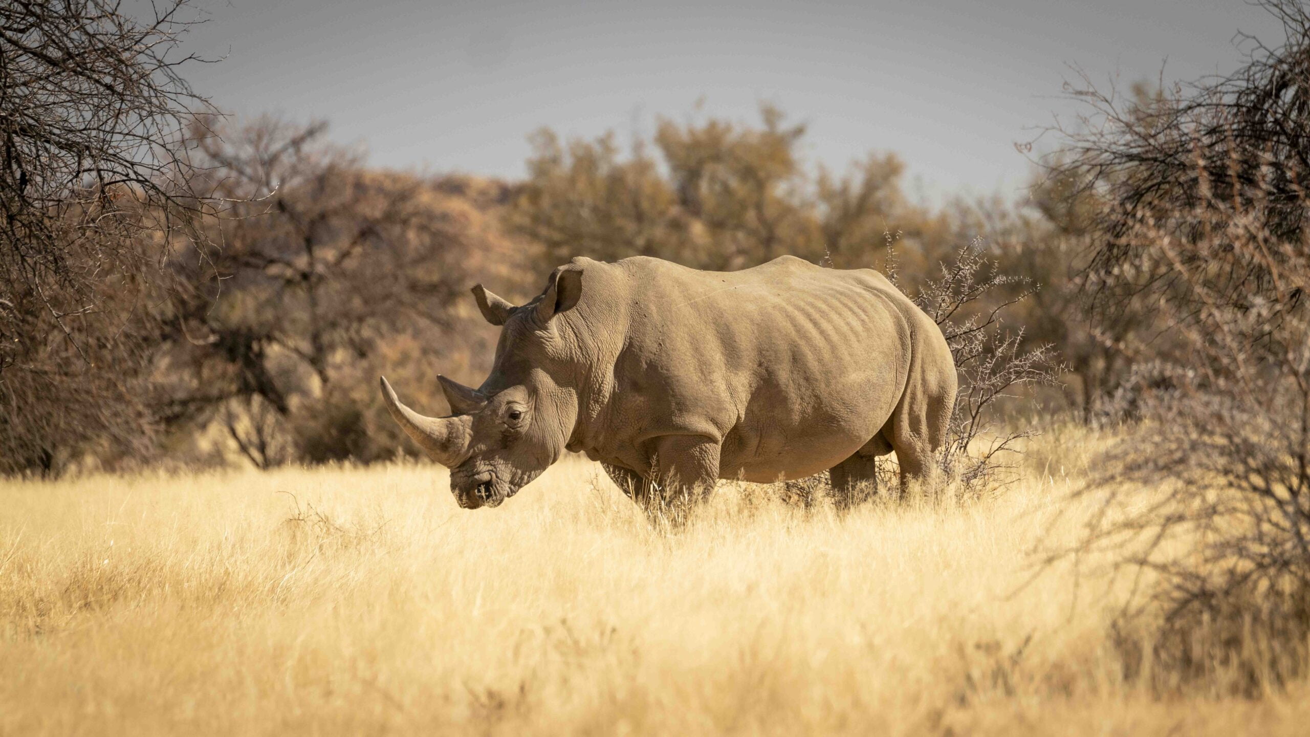 Rhino stood in long grass.